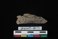 獸骨藏品圖，第1張