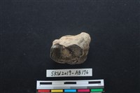獸骨藏品圖，第3張