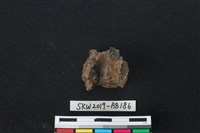 獸骨藏品圖，第2張