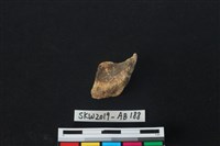 獸骨藏品圖，第2張