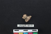 獸骨藏品圖，第1張