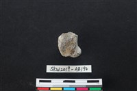 獸骨藏品圖，第2張