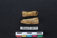 獸骨藏品圖，第2張