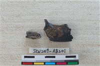 獸骨藏品圖，第1張