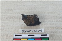 獸骨藏品圖，第3張