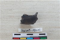 獸骨藏品圖，第4張