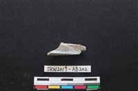 獸骨藏品圖，第2張