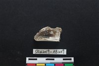 獸骨藏品圖，第2張