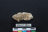 獸骨藏品圖，第1張