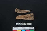 獸骨藏品圖，第2張