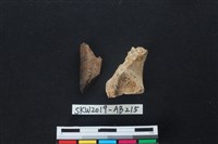 獸骨藏品圖，第1張