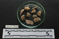 獸骨藏品圖，第2張