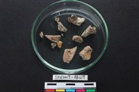 獸骨藏品圖，第3張