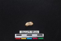 獸骨藏品圖，第1張