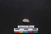 獸骨藏品圖，第2張