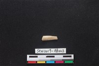 獸骨藏品圖，第1張