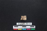 獸骨藏品圖，第2張