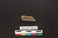 獸骨藏品圖，第2張