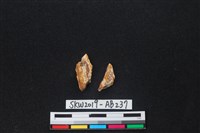 獸骨藏品圖，第2張