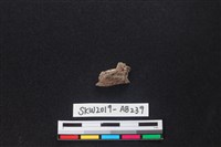 獸骨藏品圖，第2張