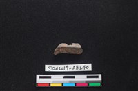 獸骨藏品圖，第1張