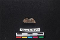 獸骨藏品圖，第2張