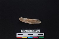 獸骨藏品圖，第2張