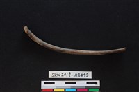 獸骨藏品圖，第2張