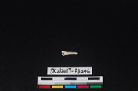 獸骨藏品圖，第1張