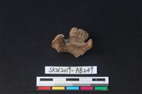 獸骨藏品圖，第2張