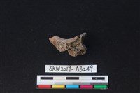 獸骨藏品圖，第3張