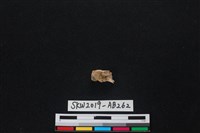 獸骨藏品圖，第1張