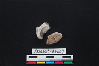 獸骨藏品圖，第2張