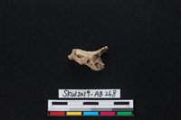 獸骨藏品圖，第1張