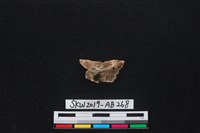 獸骨藏品圖，第2張