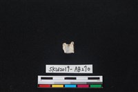 獸骨藏品圖，第2張