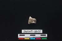 獸骨藏品圖，第1張