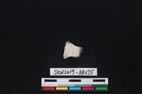 獸骨藏品圖，第2張