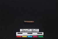 獸骨藏品圖，第1張