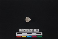 獸骨藏品圖，第2張