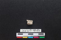 獸骨藏品圖，第2張