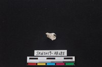 獸骨藏品圖，第2張