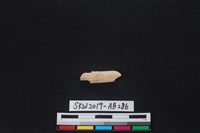 獸骨藏品圖，第1張