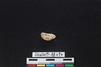 獸骨藏品圖，第1張