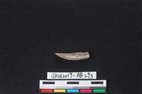 獸骨藏品圖，第2張