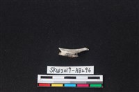 獸骨藏品圖，第1張