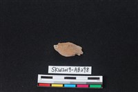 獸骨藏品圖，第2張