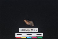 獸骨藏品圖，第2張