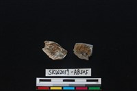 獸骨藏品圖，第2張