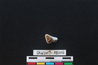 獸骨藏品圖，第3張